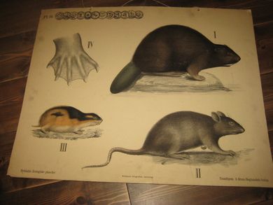 Plansje nr 19, fra A. Bruus Boghandels forlag, Trondhjem. Fra Dybdahls Zoologische Plancher. 40 tallet. Ca 75*57 cm stor.