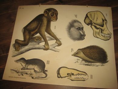 Plansje nr 16. Fra Dybdahls Zoologische Wandtafeln. 40 tallet. Ca 75*57 cm stor.