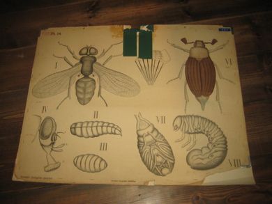  Dybdahls Zoologiske plancher. Fluge. 30-40 tallet. Ca 77*57 cm stor.