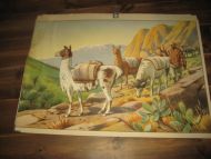 LAMA. ?. Fra 50-60 tallet. Ca 95*70 cm stor.