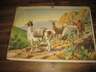 LAMA. ?. Fra 50-60 tallet. Ca 95*70 cm stor.