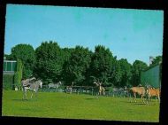 Aalborg Zoo. Parti fra den afrikanske savanne.