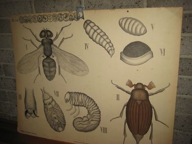 Planche nr 54  fra Dybdahls Zoologiske plancher, Kristiania lithografiske Aktiebolag. Trondhjem. A. Bruns Boghandels Forlag. Tidleg 1900.