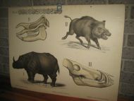 Planche nr 25 fra Dybdahls Zoologiske plancher, Kristiania lithografiske Aktiebolag. Trondhjem. A. Bruns Boghandels Forlag. Tidleg 1900.