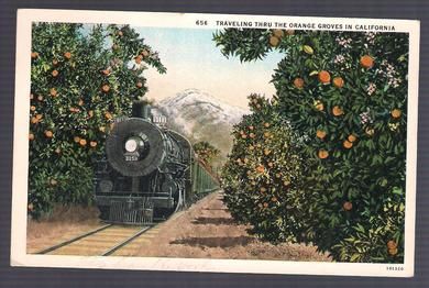 656. TRAVELING THRU THE ORANGE GROVES IN CALIFORNIA.