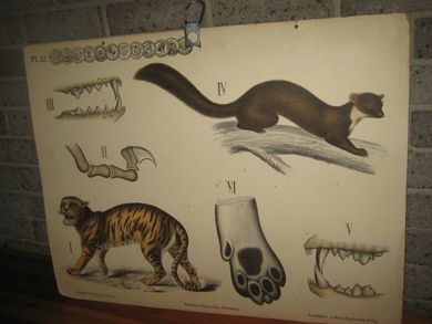 Planche nr 22 fra Dybdahls Zoologiske plancher, Kristiania lithografiske Aktiebolag. Trondhjem. A. Bruns Boghandels Forlag. Tidleg 1900.