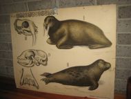 Planche nr 21 fra Dybdahls Zoologiske plancher, Kristiania lithografiske Aktiebolag. Trondhjem. A. Bruns Boghandels Forlag. Tidleg 1900.