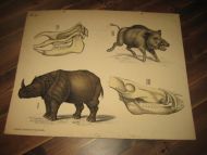 Plansje nr 25. Fra Dybdahls Zoologische Wandtafeln. 40 tallet. Ca 75*57 cm stor.